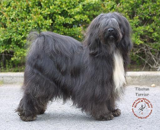 Tibetan Terrier 8T015D-13.JPG
